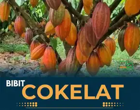 Sentra Harga Bibit Coklat Mec 02, Bibit Coklat Unggul Di Medan Pollarise