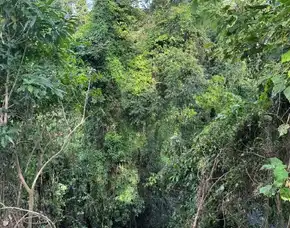 Dijual 33,99 Are, Jl. Pantai Nyanyi Banjar Pasti Pandak Gede Kediri Tabanan