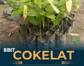 Sentra Bibit,   Bibit Kakao Coklat Di Sumatera Utara, Bibit Kakao Bersertifikat Pollarise