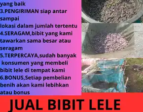 Lele Juara Jual Bibit Lele Buat Mancing Ukuran Seragam Indramayu Purwodadi