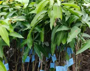 Bibit Unggul  Mangga Hibrida