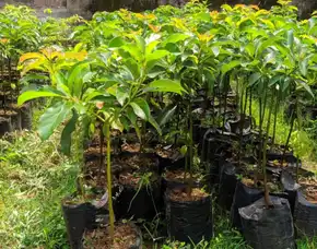 Hortikultura Buah  Bibit Alpukat Mentega